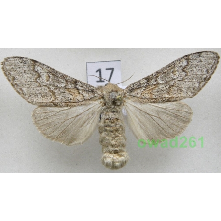 Calliteara fortunata (Rogenhofer, 1891) female Spain, Canary Is, La Palma17